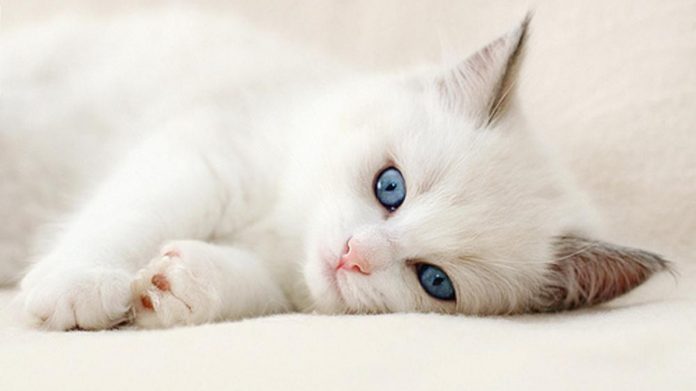 Cat's Cute Moments