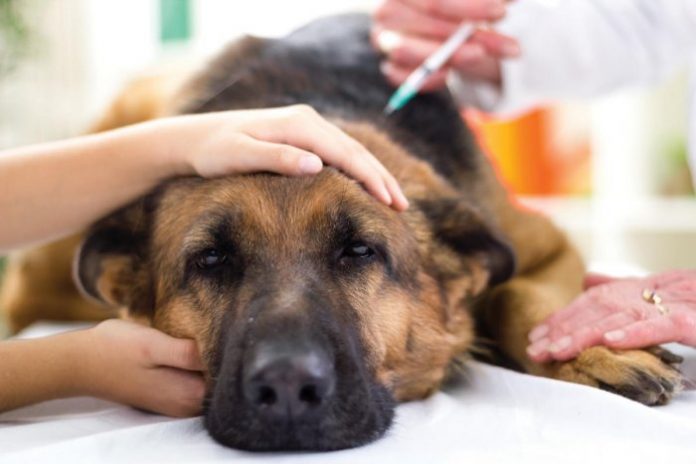Common signs when your pet is ill