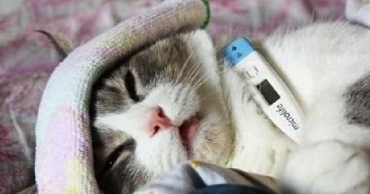 Common signs when your pet is ill