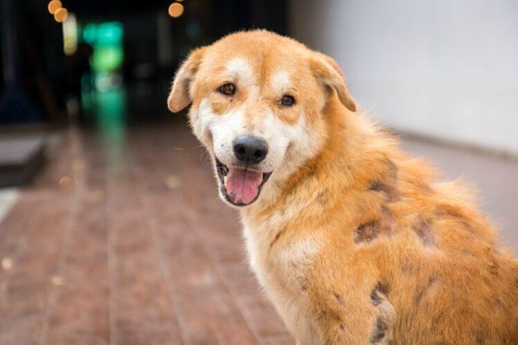 common health problems for dogs