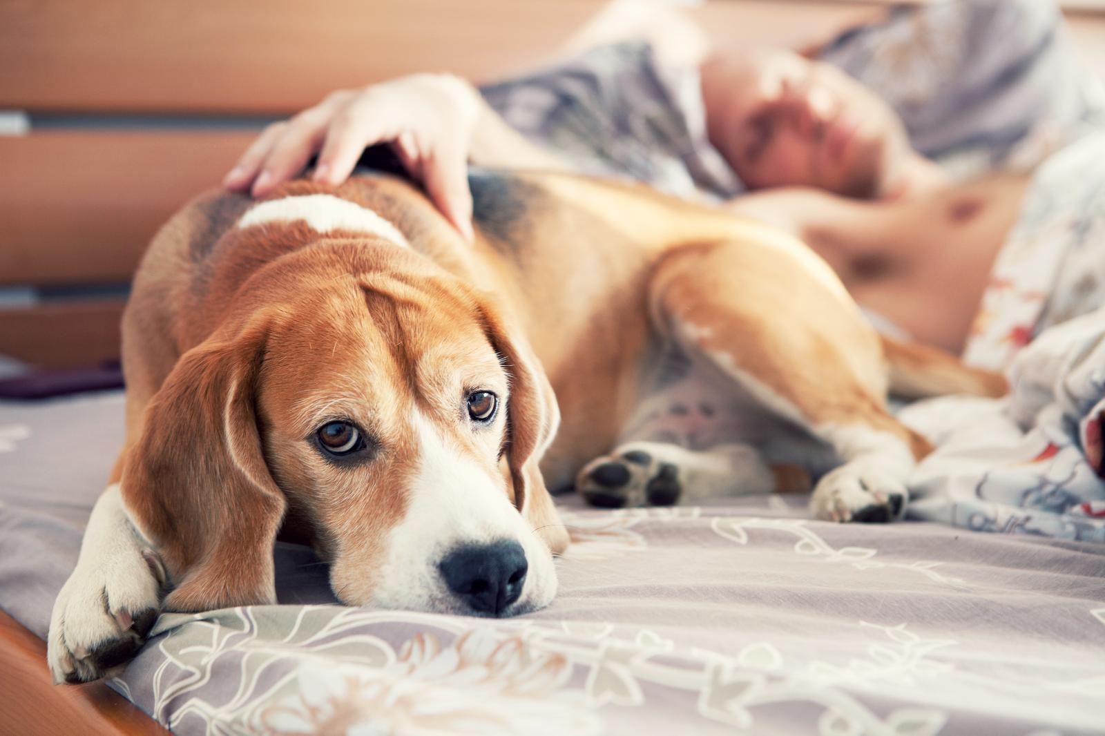 common health problems for dogs