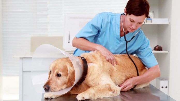 Common health problems for dogs