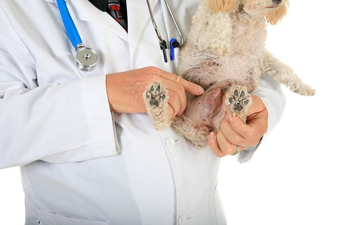 common health problems for dogs