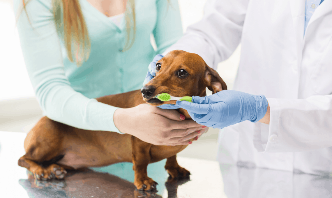 common health problems for dogs