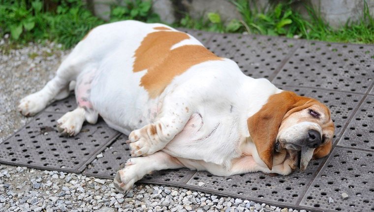 common health problems for dogs