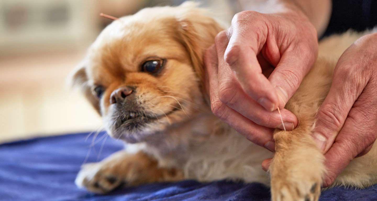 common health problems for dogs