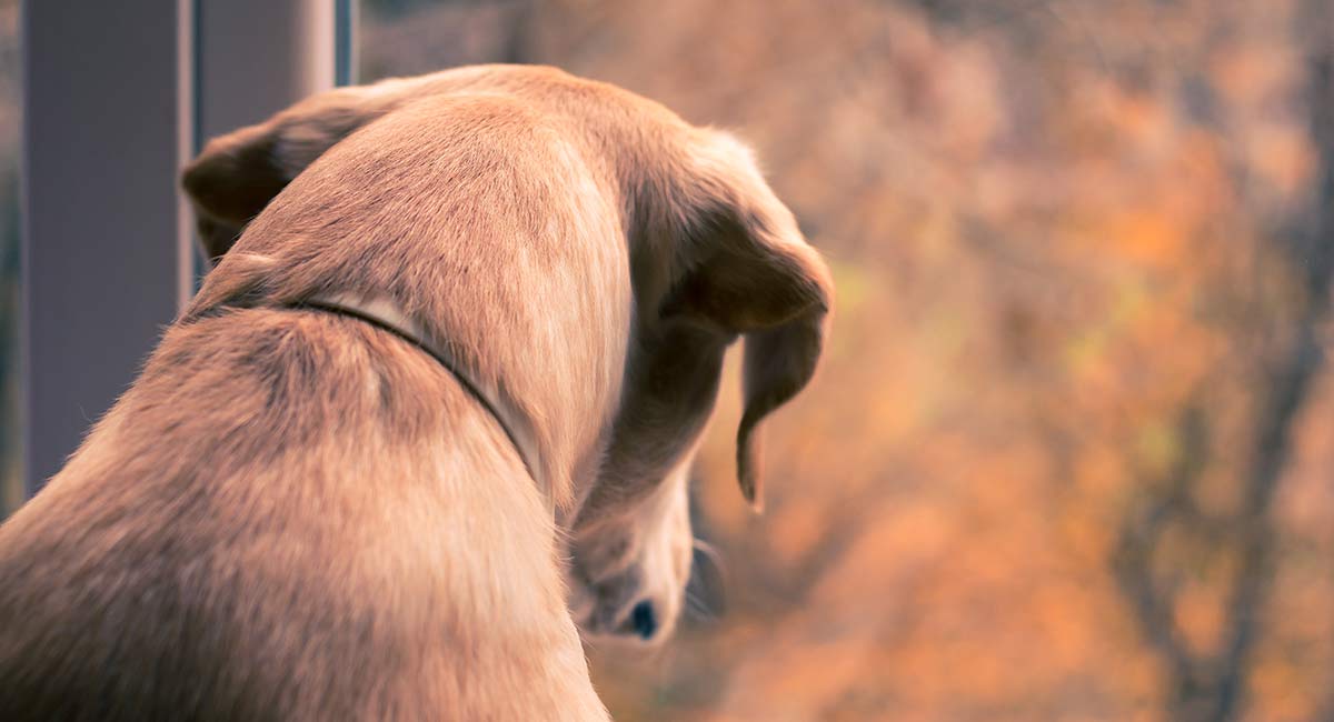 common health problems for dogs