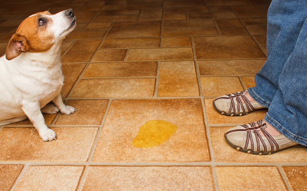 common health problems for dogs