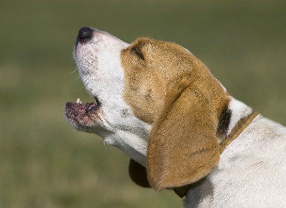 common health problems for dogs